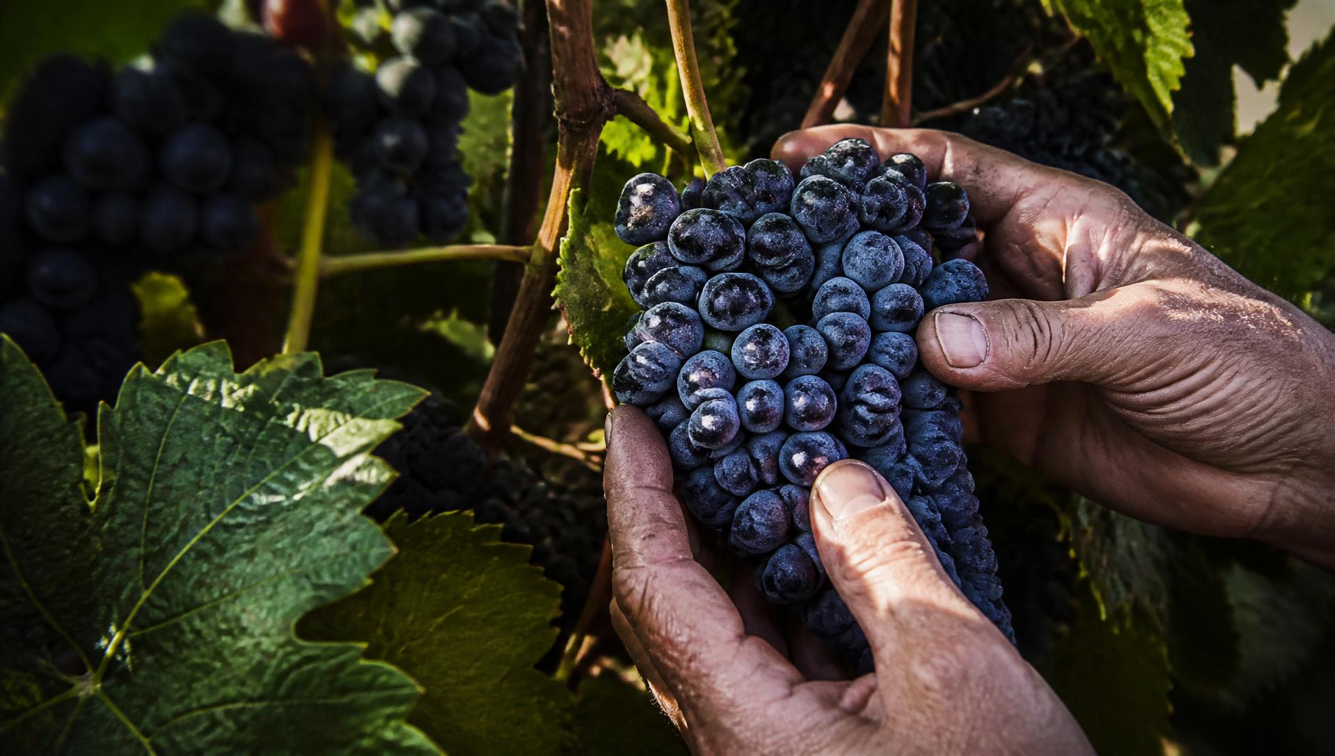 Mörka Refosco-druvor på stocken hållna av vinodlarens händer
